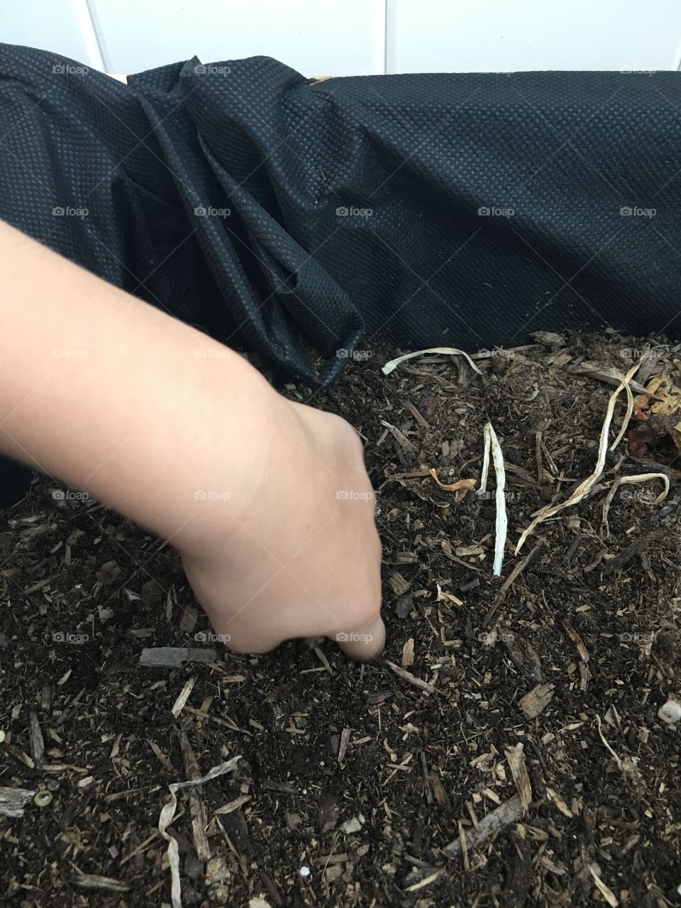 5 year old child preparing the soil for carrot seeds to be grown in