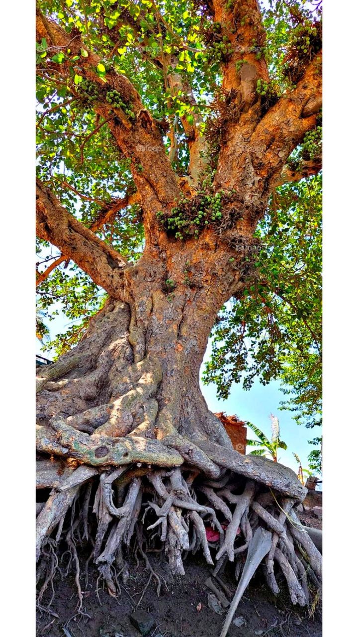 A wonderful picture of a perennial tree for many years