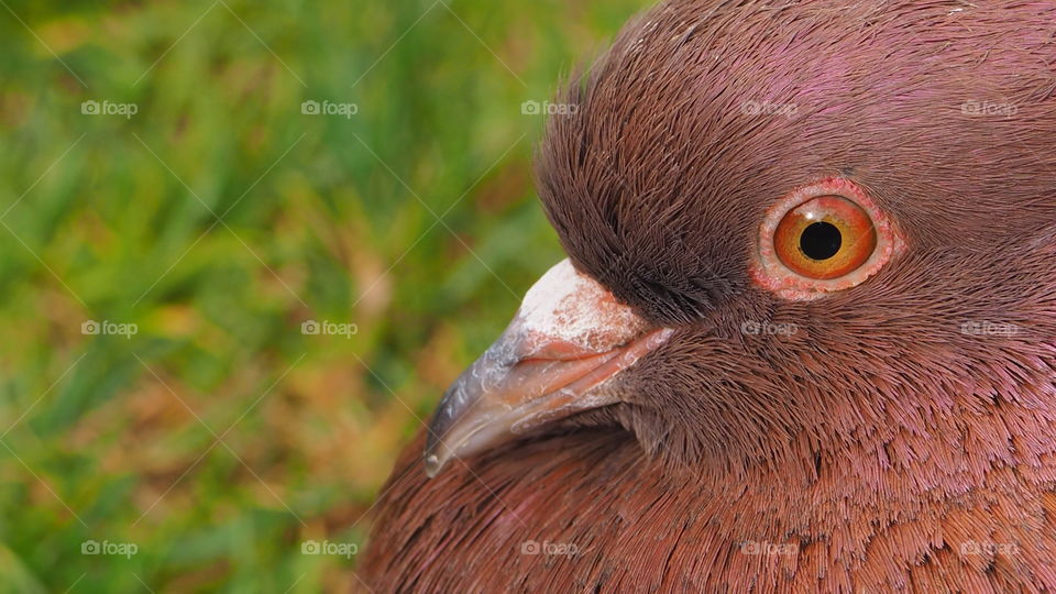 A pigeon's eye