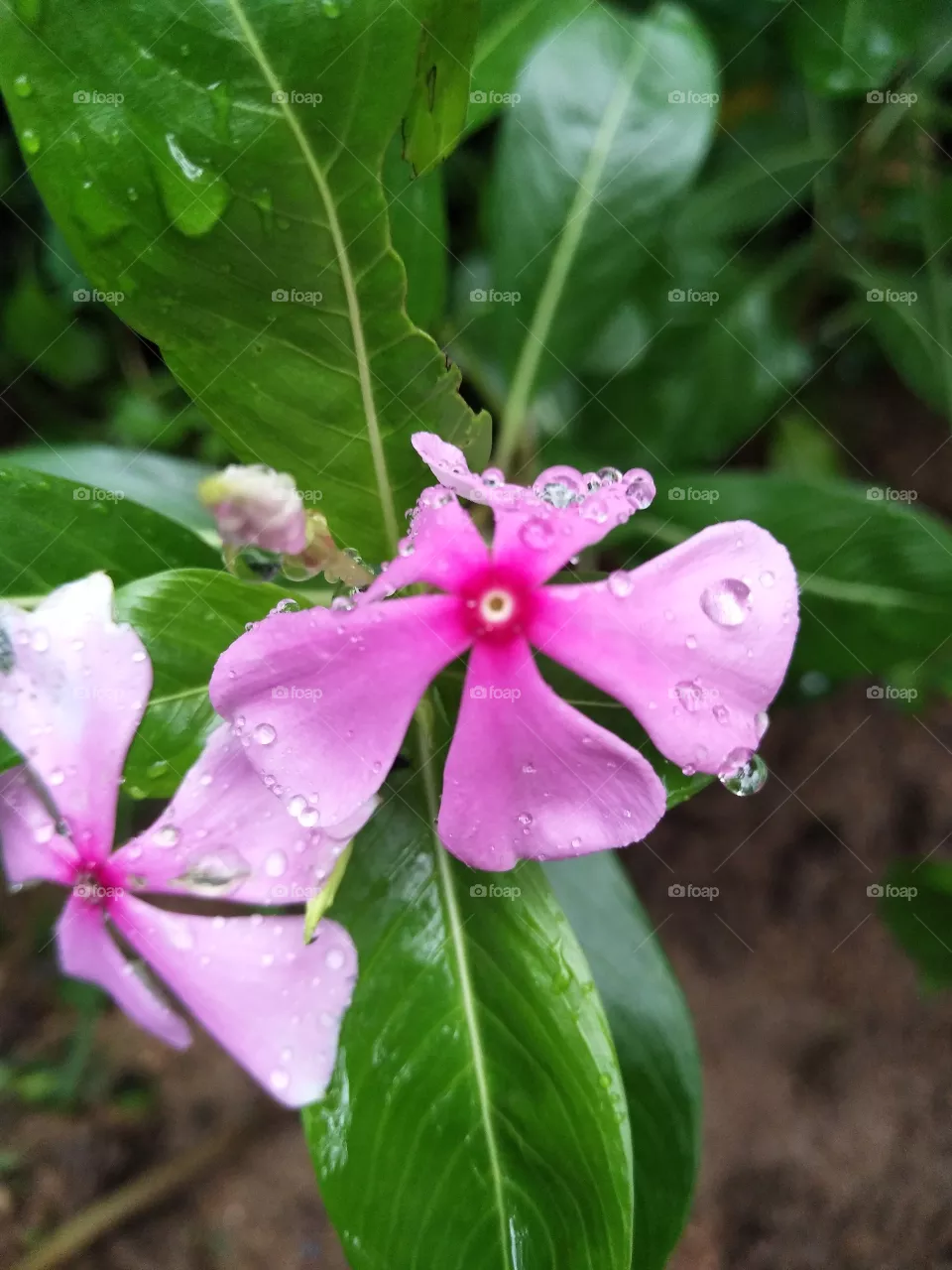 flower