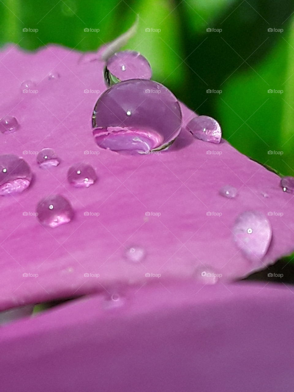 pink color in nature very attractive raindrops close-up