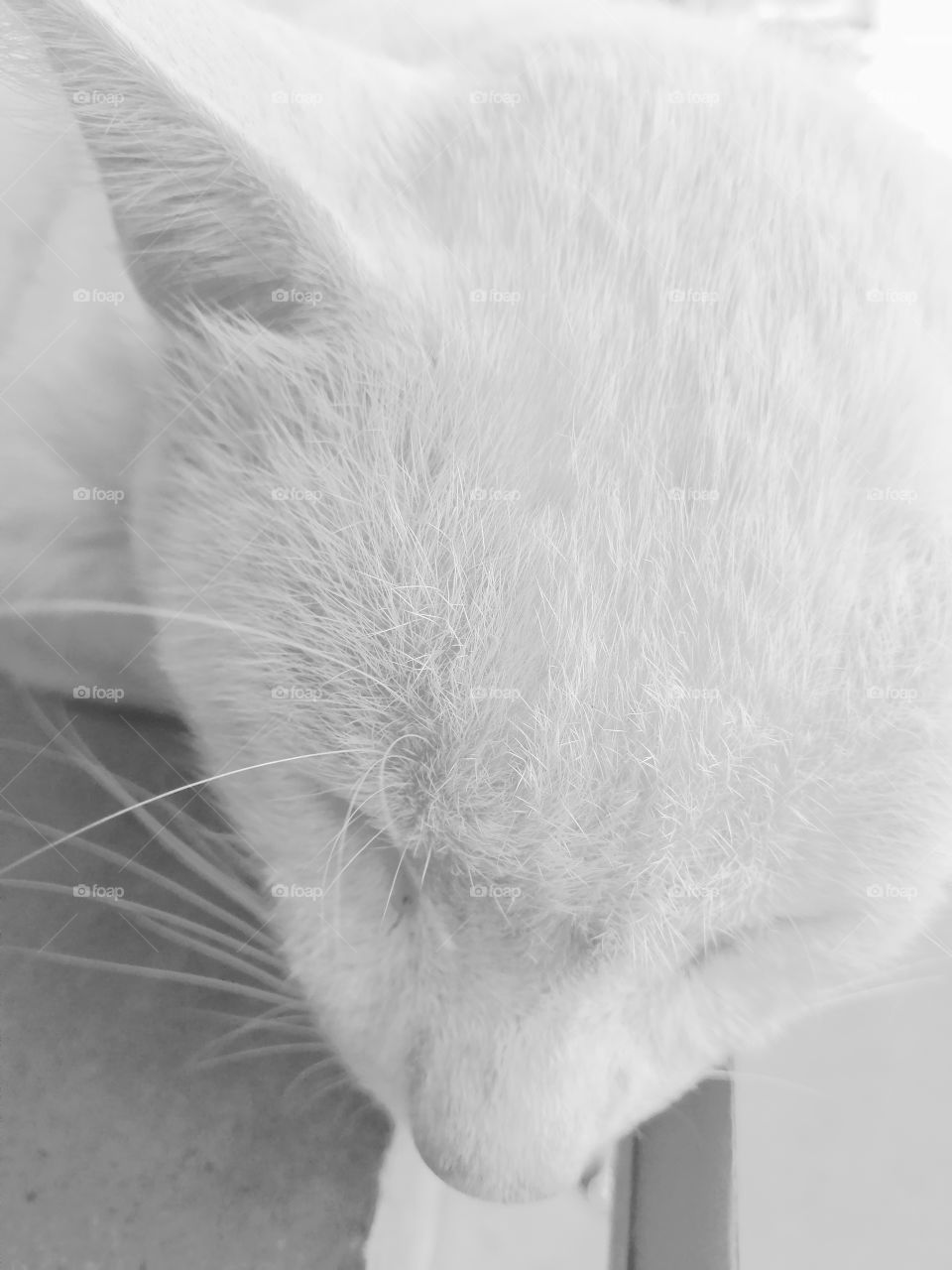 A sleeping white cat