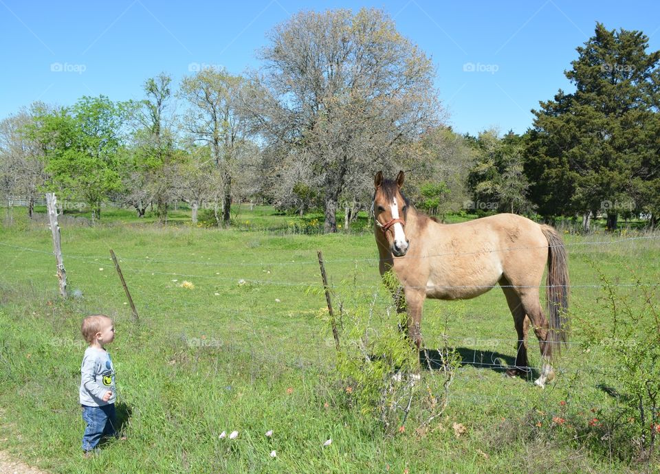 A boy amazed by the big horse he sees