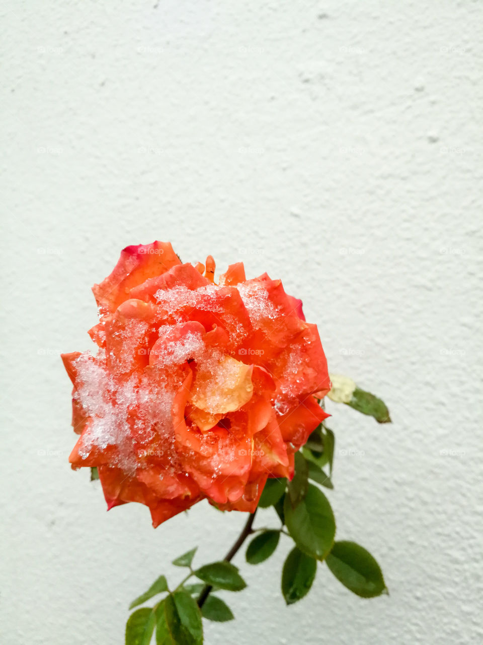 Роза под снегом