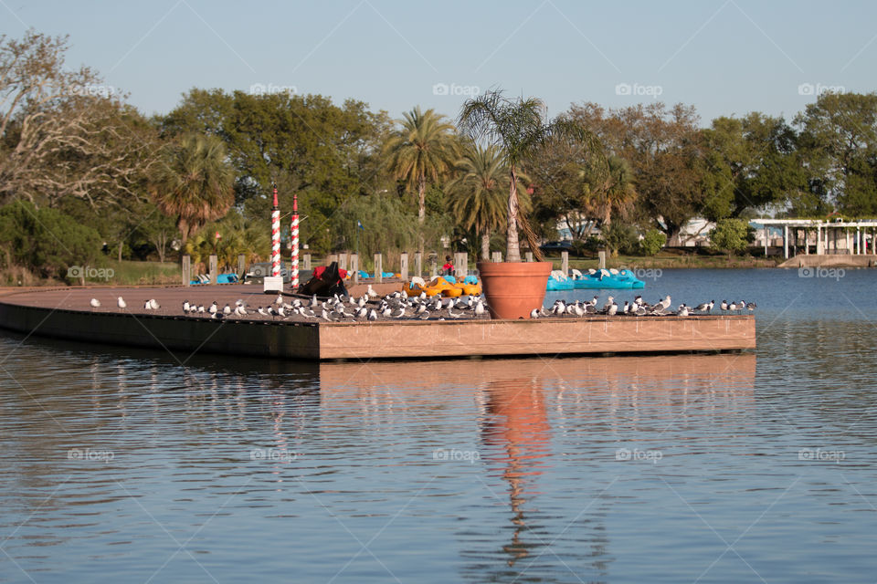 Bird at dock