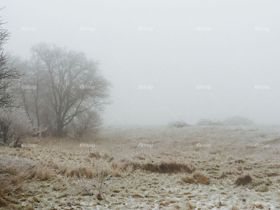 Winter, Landscape, Fog, Snow, Nature