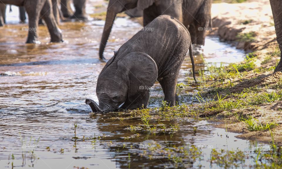 A baby elephant learns to drink from the river!