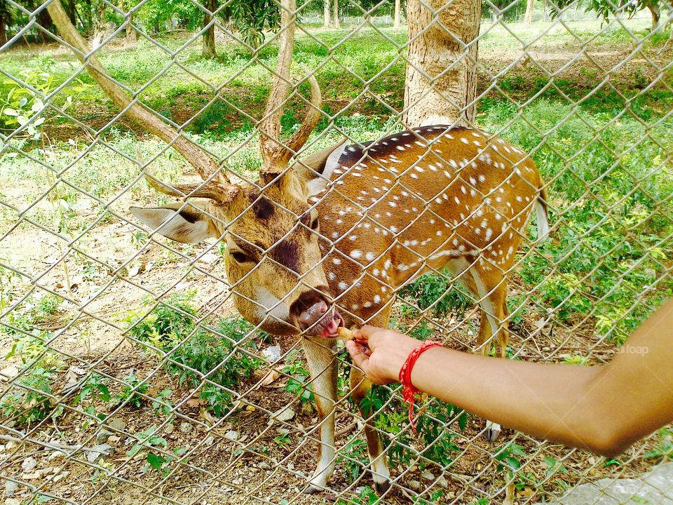 summer pets 