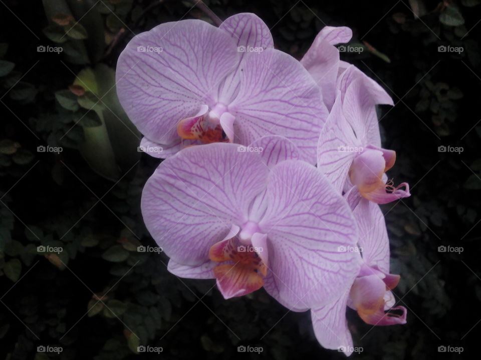 Orchid Purple ( 2017 Flower )