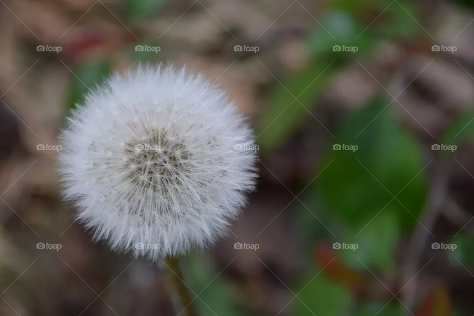 Pusteblume