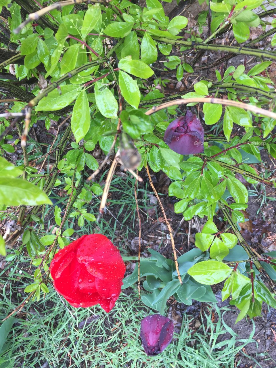 Red and Purple Flower