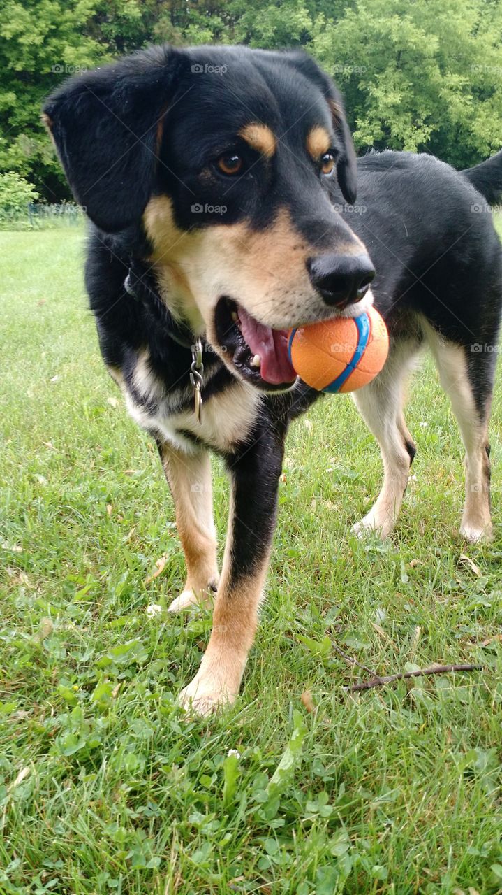 dog and its ball. fetching 