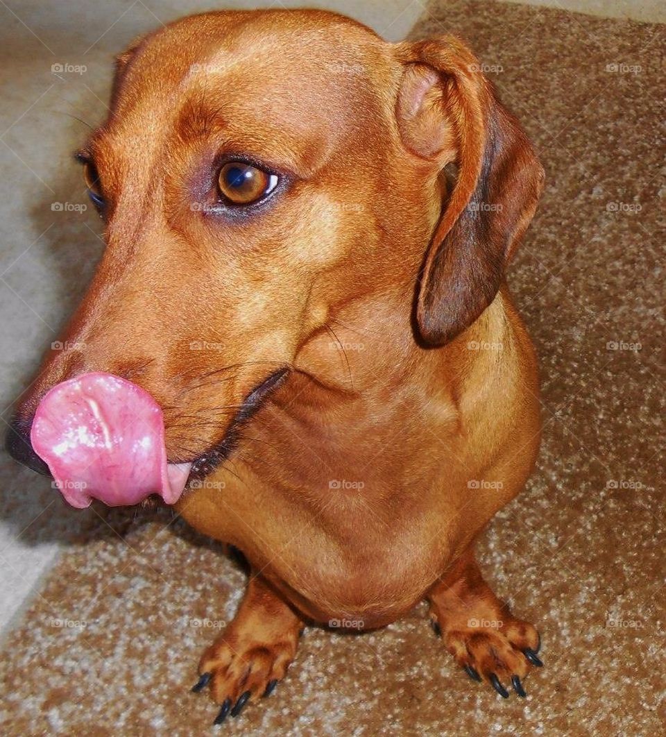 Dog licking mouth