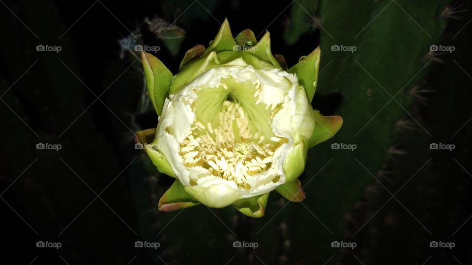 Cactu Flower