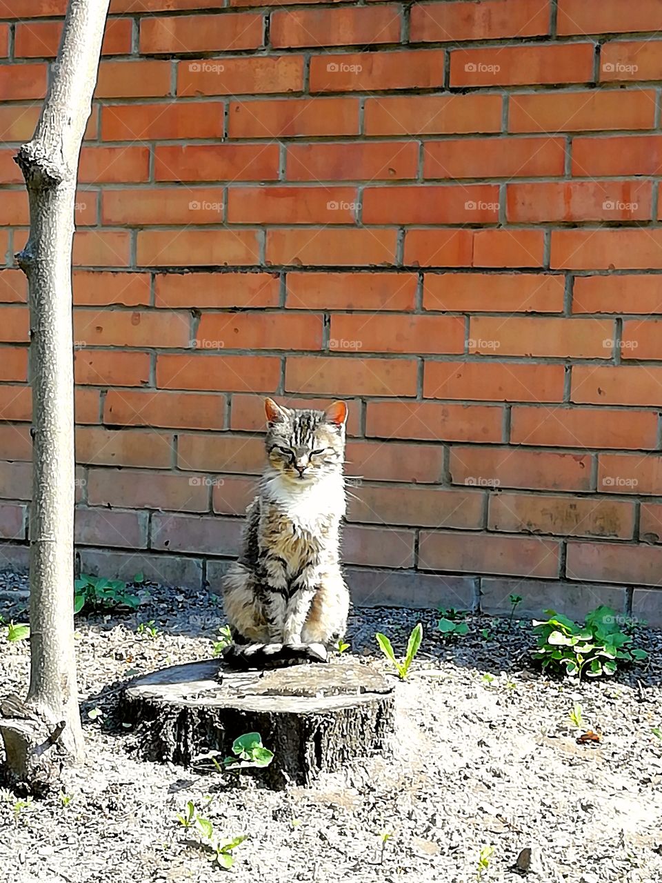 Кот сидит на пеньке возле двора. Принимает солнечные ванны.
