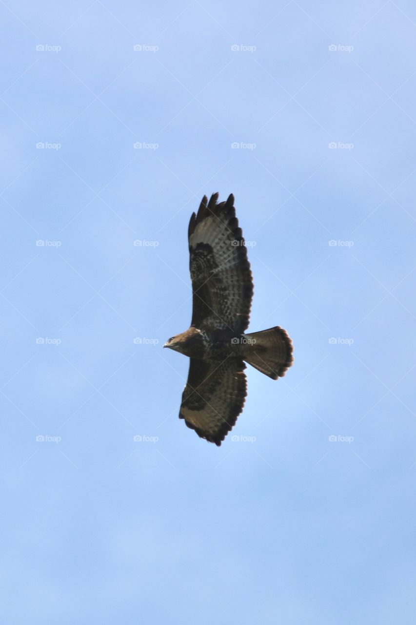 Buzzard 
