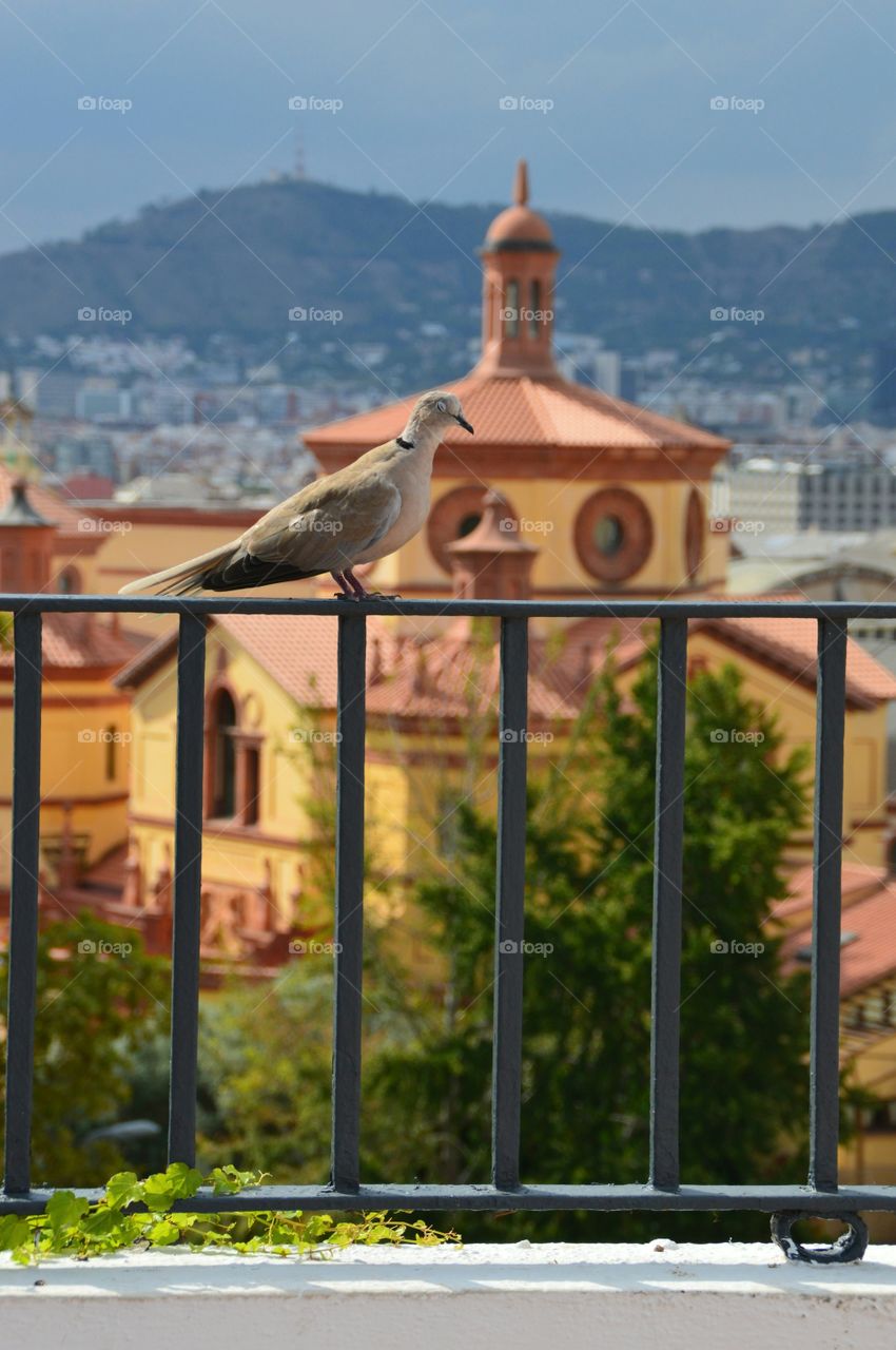 Dove love