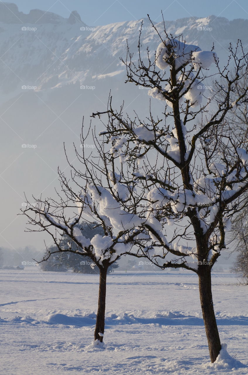snow on the trees