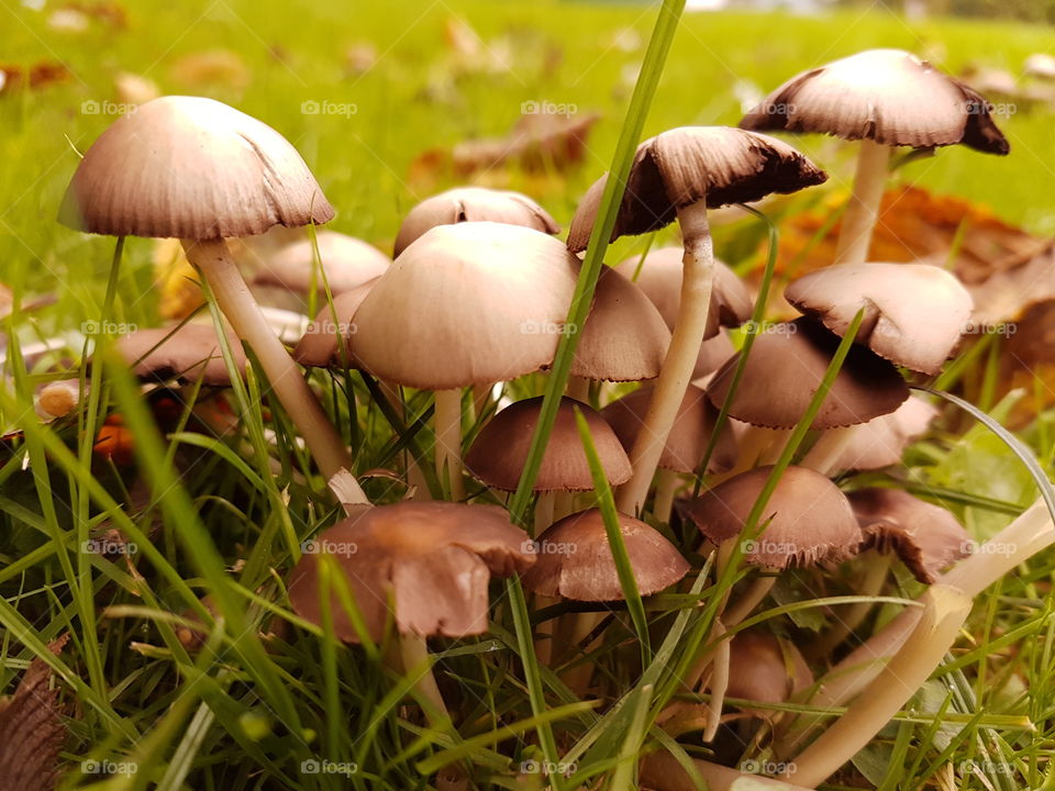 Mushrooms in autumn 