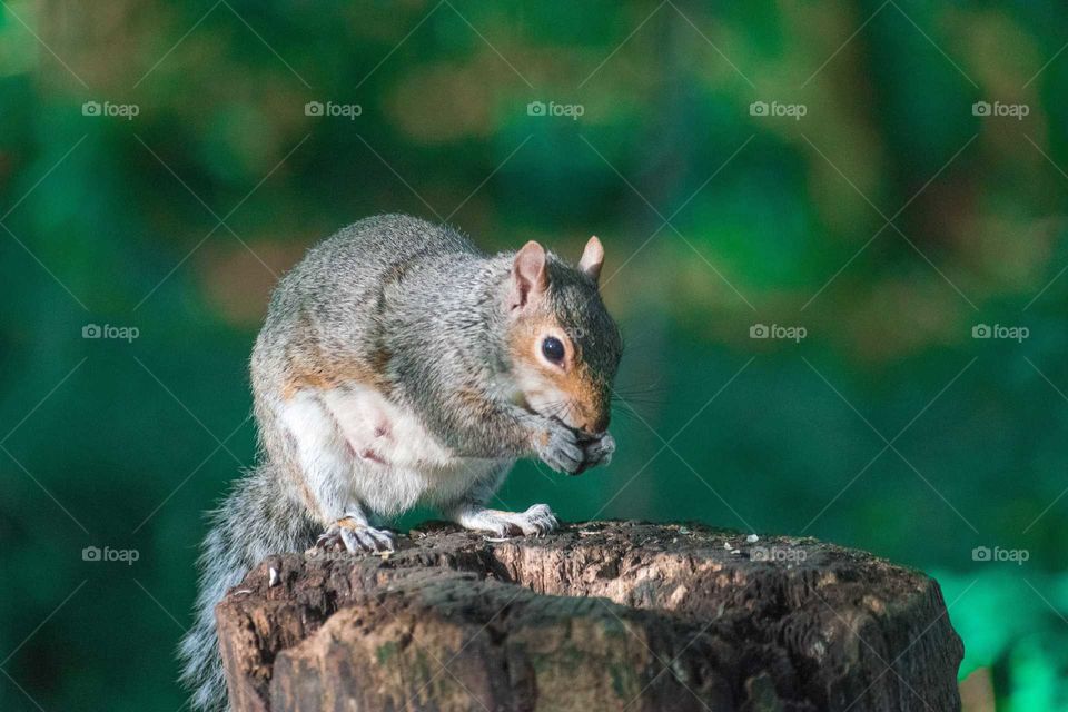 A stunning photo of a squirrel that I took whilst walking my dog at the park 🐿️🐿️🐿️