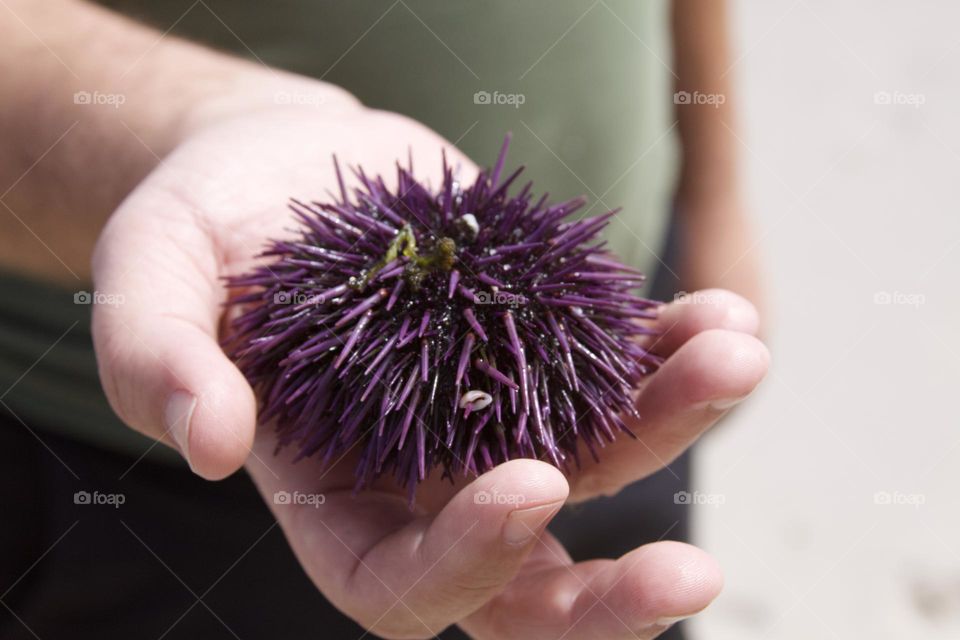 Sea Urchin