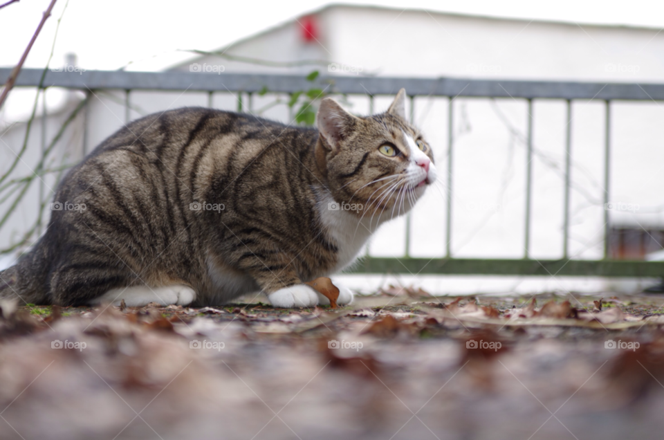 groß gerau cat katze kater by jessyblue