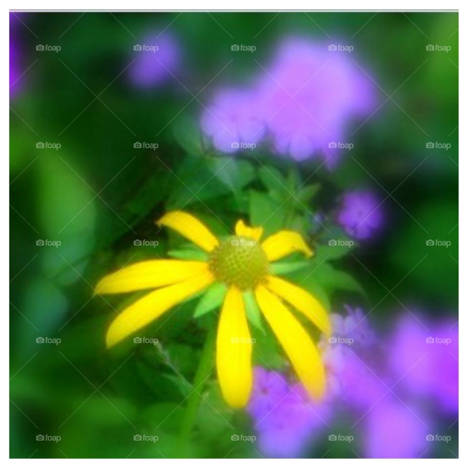 Yellow and Purple Flowers