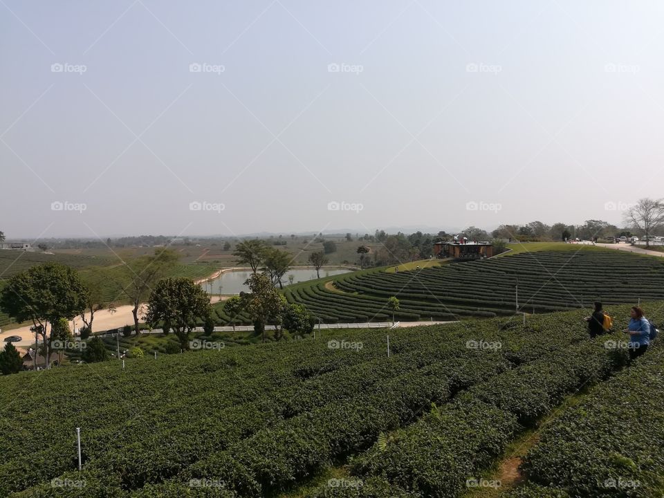 Tea plantation