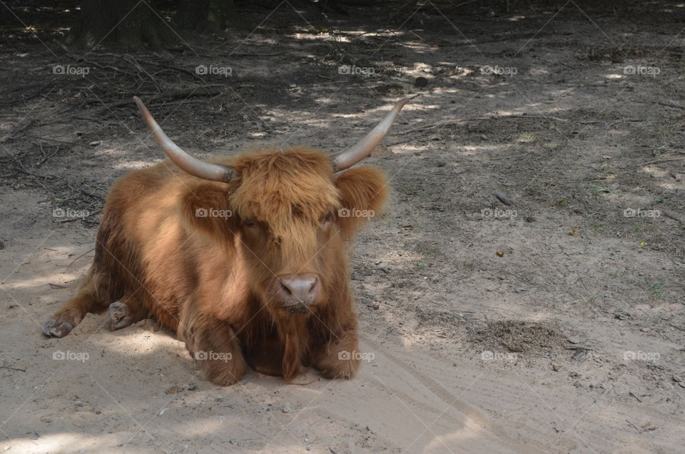 Small brown Hairy cow