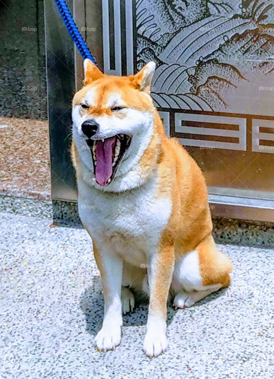 Fun animals and pets. funny dog.