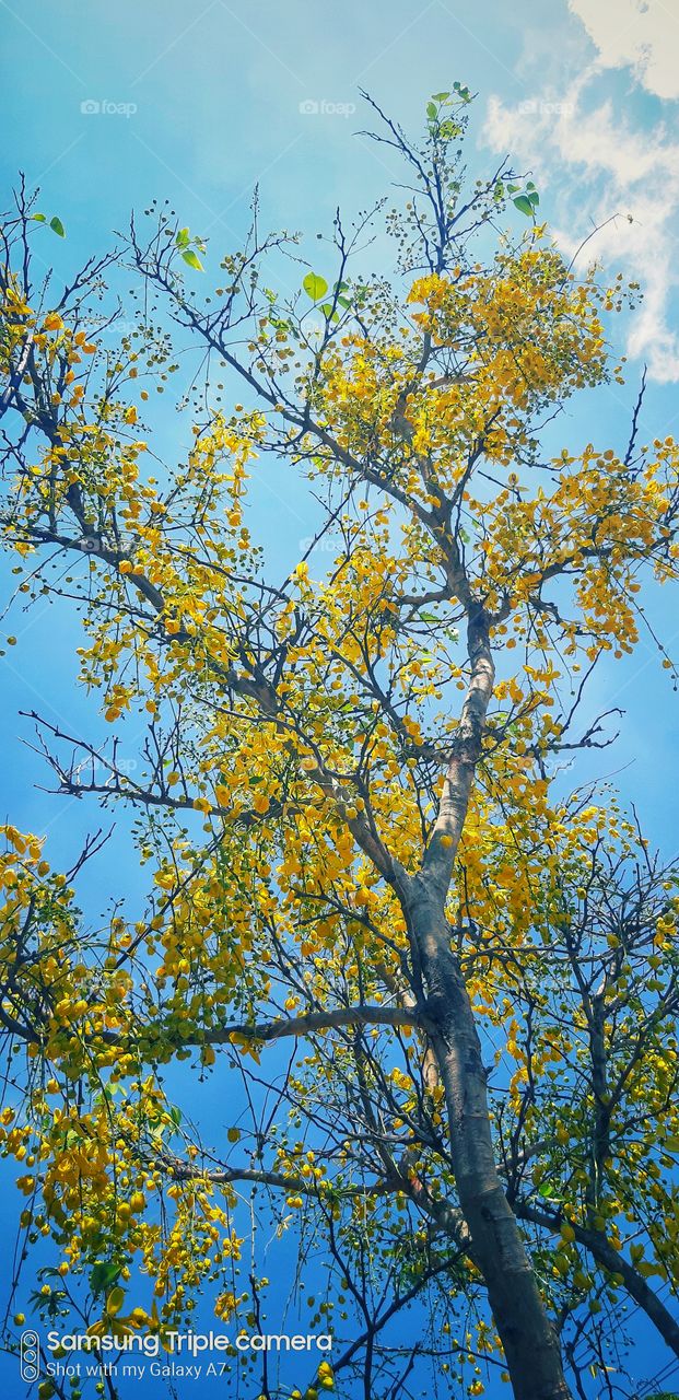 yellow colour stories