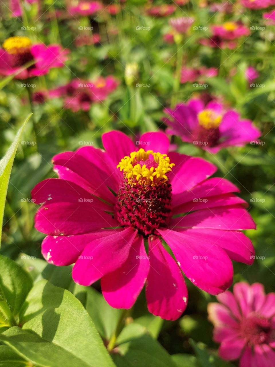 A beautiful red flower that I saw in a garden.  the flowers are beautiful and radiant, it's just a shame I don't know the name