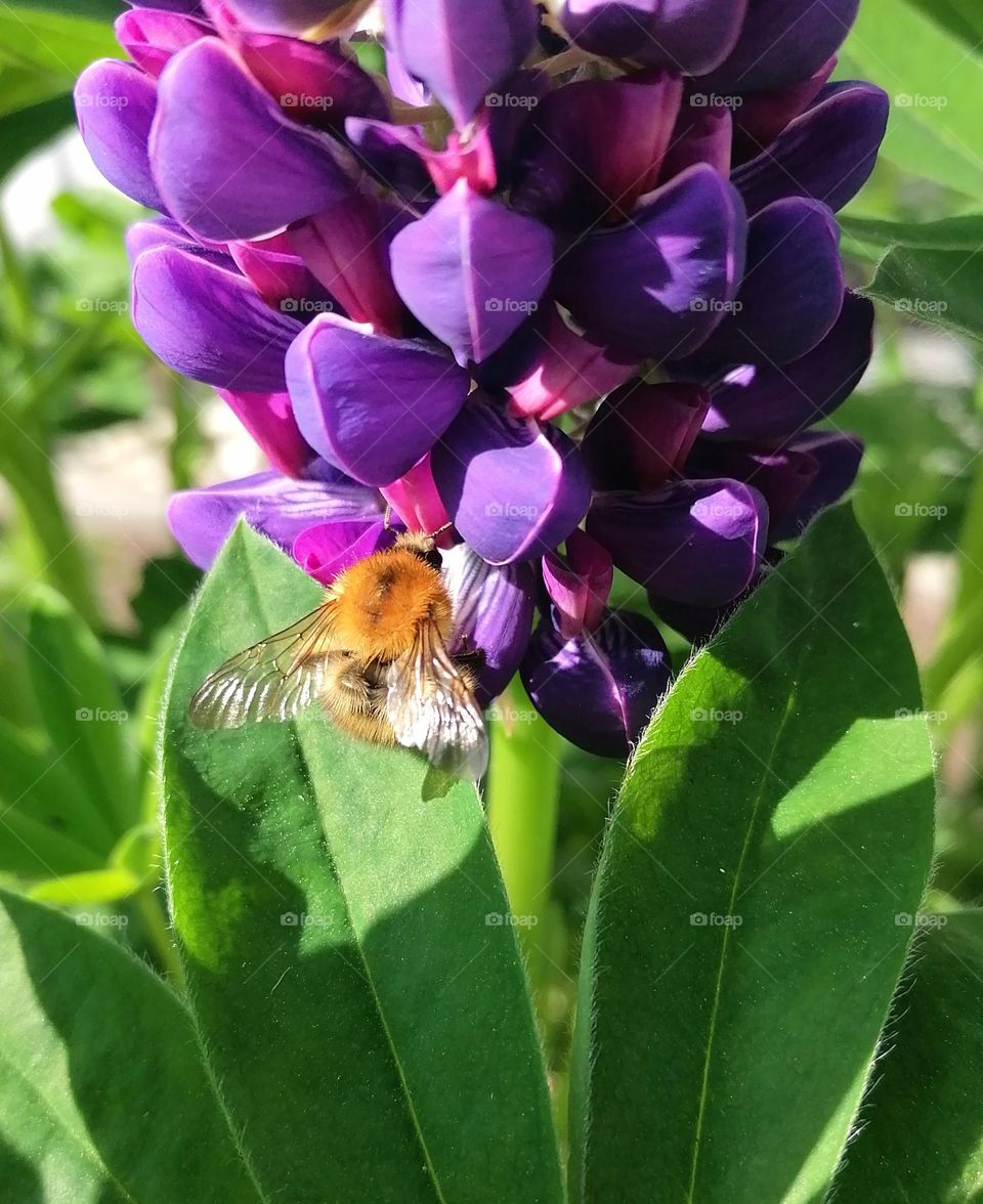 Beautiful Flower