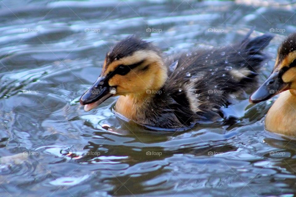 Duckling. Duckling wet with tufts