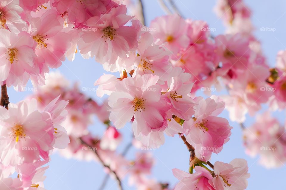 Close-up of cherry blossoms