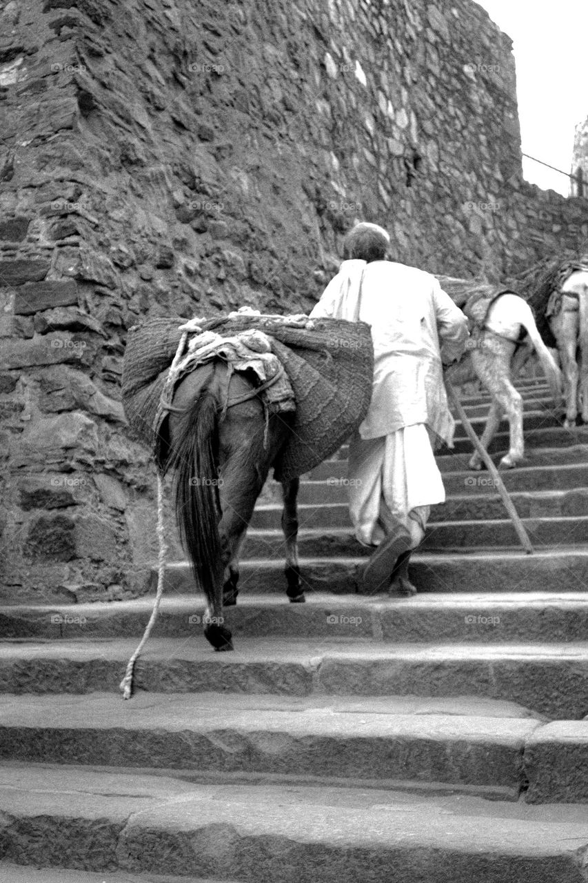 Old Man and work with Mules