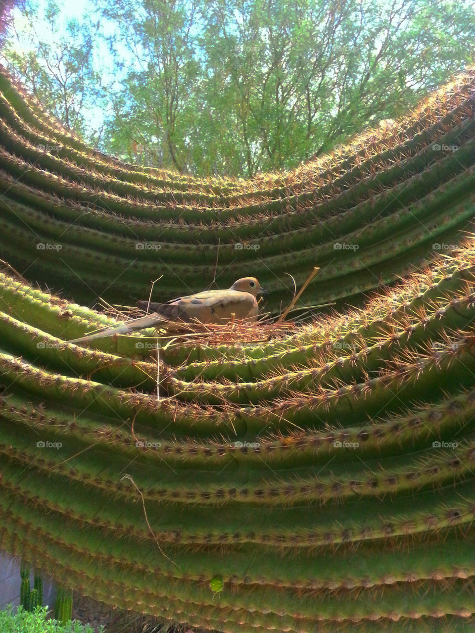 Bird On Cactus