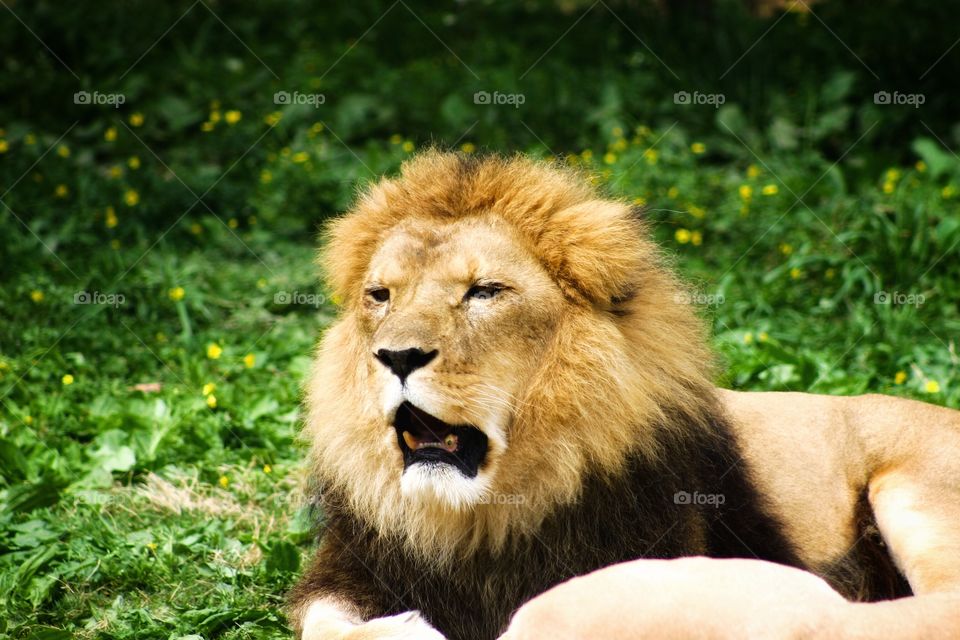A Lion Yawns 