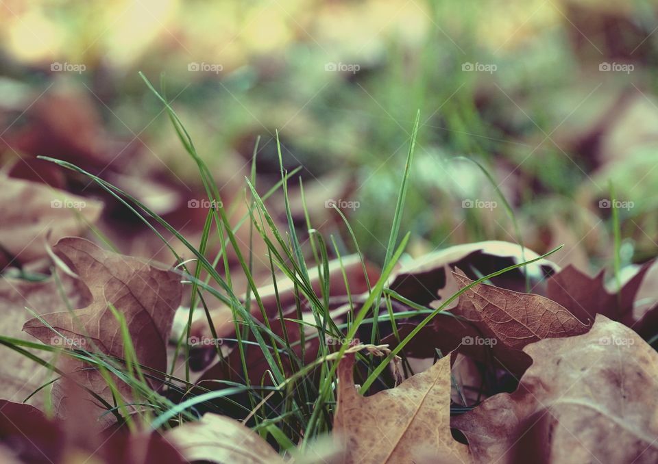 Green sprout among the fallen leaves