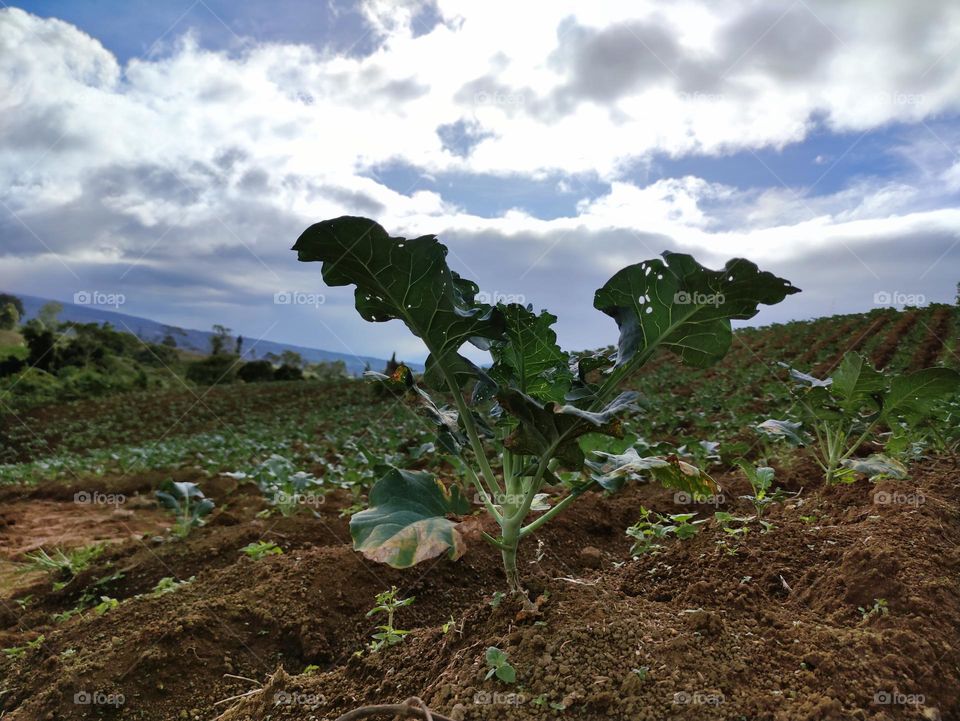 A young broccoli plant