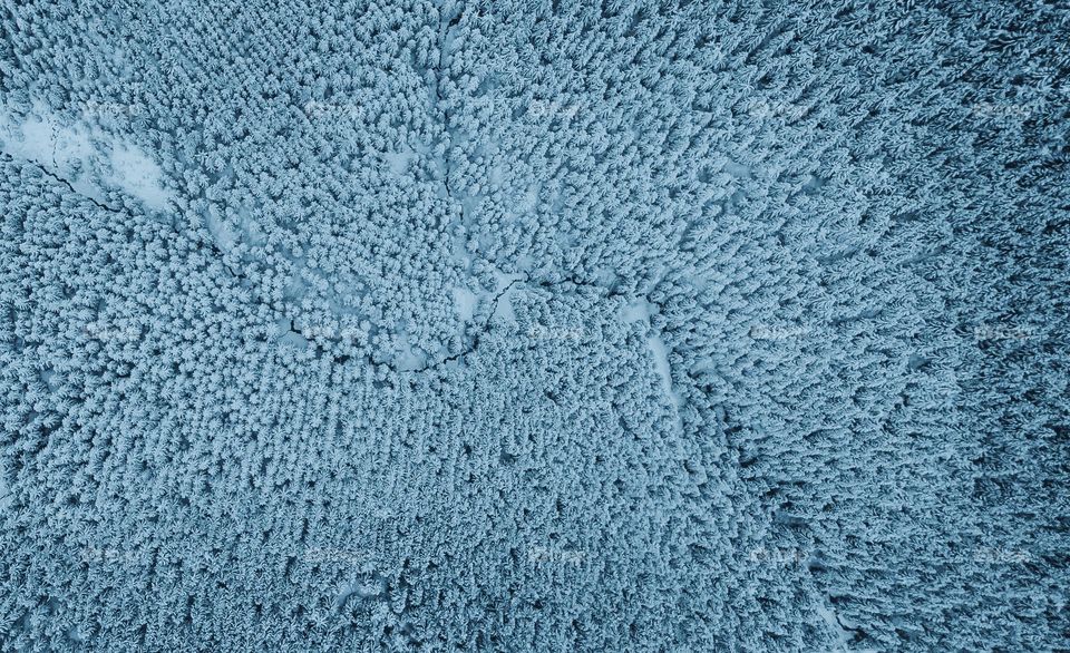 Aerial shot of a forest, winter