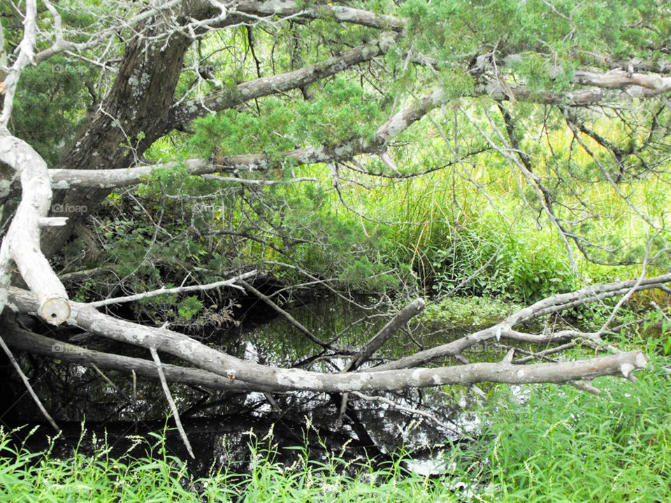 Ocracoke Island,  NC. vegetation on Ocracoke Island, North Carolina