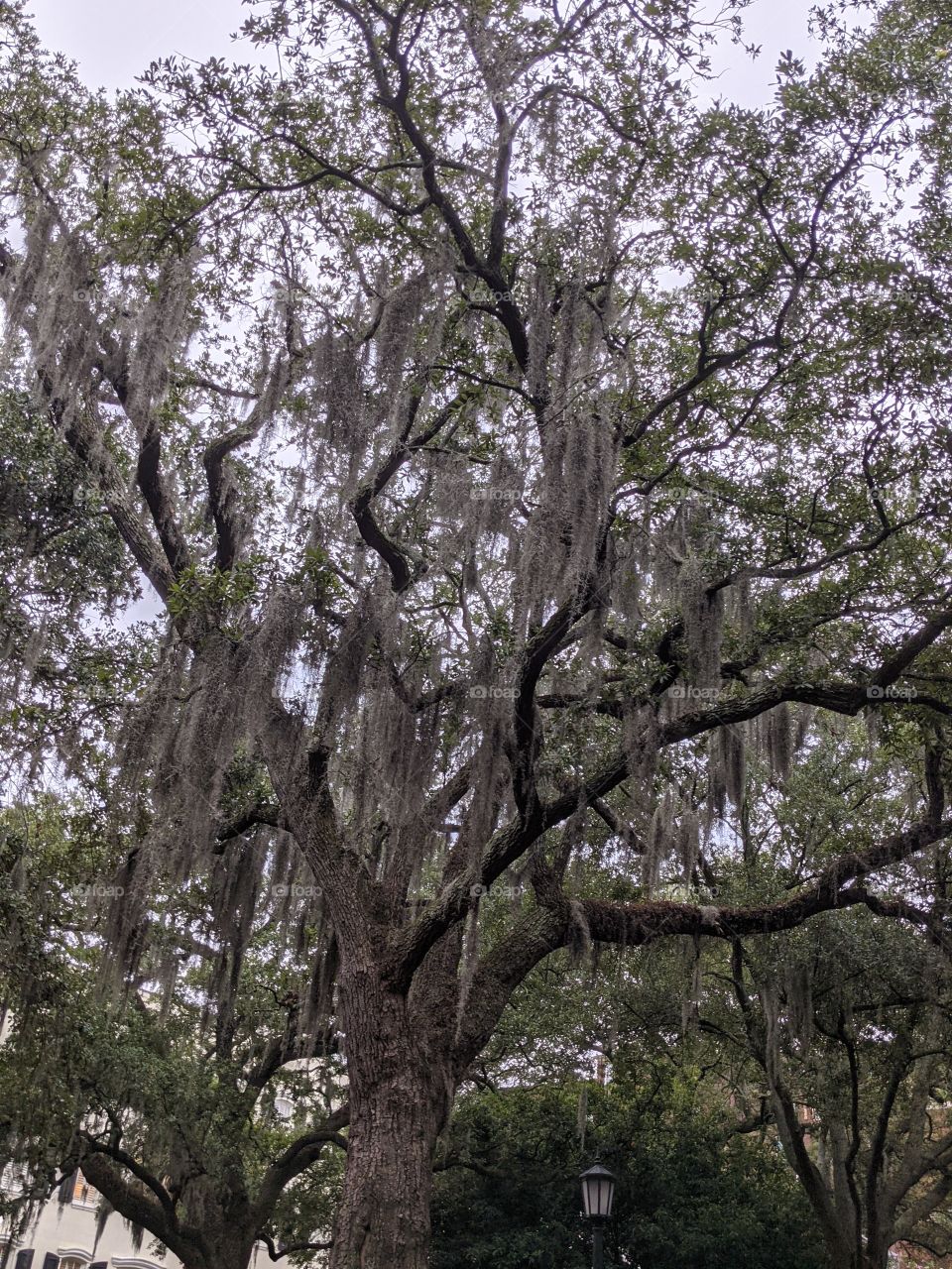 tree with Spanish moss