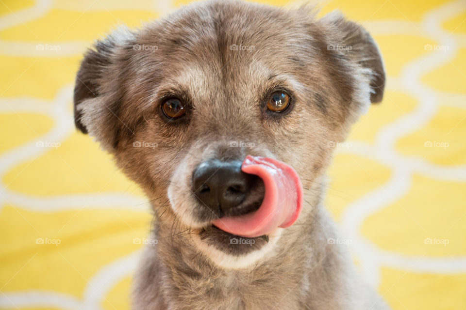 Dog licking her mouth 