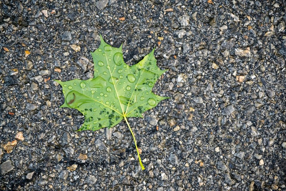 leaf covered with raindrops