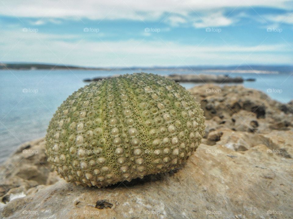 sea urchin bone