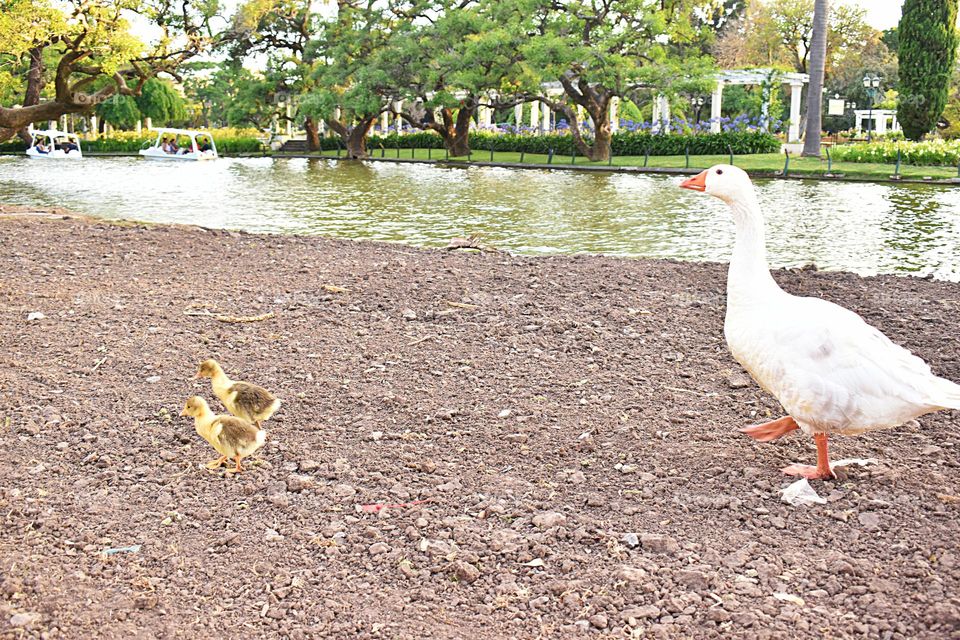 afternoon on the river