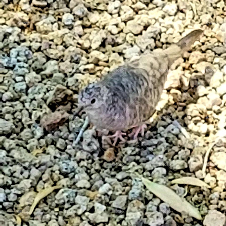 Fledgling  dove is well camouflaged in sandy colored rocks