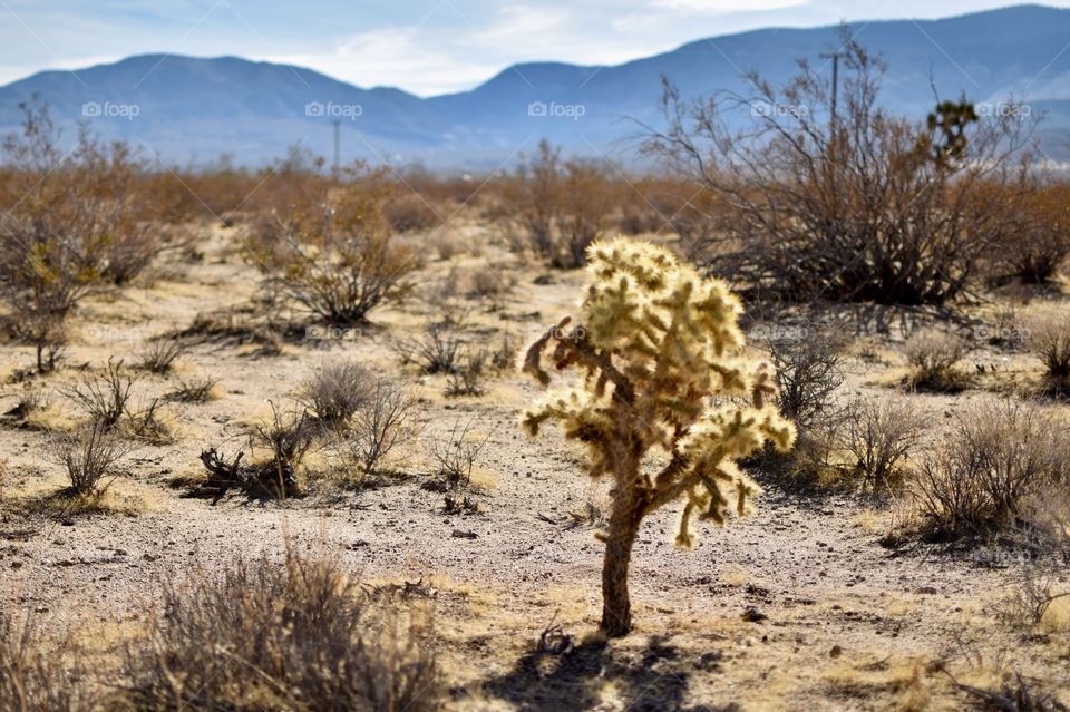 Beautiful Baby Yucca tree in the desert 