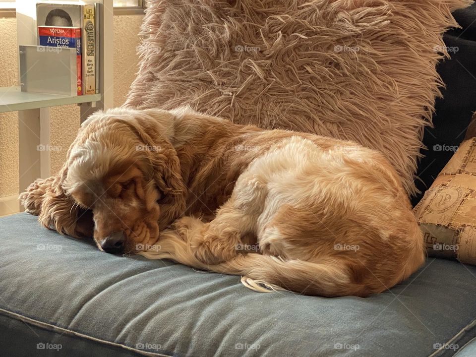 Sleeping cocker spaniel dog